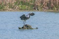 Grey Heron landing ardea herodias Grey Headed Heron Royalty Free Stock Photo