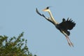 Grey Heron landing Royalty Free Stock Photo