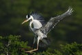 Grey Heron landing Royalty Free Stock Photo