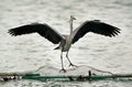 Grey Heron landing on a fishing net Royalty Free Stock Photo