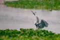 A grey heron landing on green grass Royalty Free Stock Photo