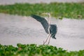 A grey heron landing on green grass Royalty Free Stock Photo