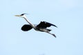 Grey heron landing Royalty Free Stock Photo