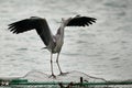 Grey Heron landing on a net Royalty Free Stock Photo