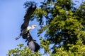 Grey heron landing on a tree Royalty Free Stock Photo