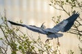 A Grey Heron landing on a tree on a sunny morning Royalty Free Stock Photo