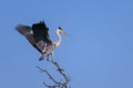 A grey heron landing on a tree, twig in beak Royalty Free Stock Photo