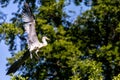 Grey heron landing on a tree Royalty Free Stock Photo