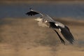 Grey Heron landing at Tubli bay Royalty Free Stock Photo