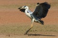 A grey heron landing in water Royalty Free Stock Photo
