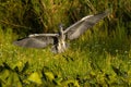 Grey heron landing in wetland in summer sunlight nature Royalty Free Stock Photo