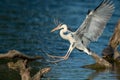 A Grey Heron landing on a wood in the water Royalty Free Stock Photo