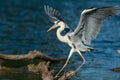 A Grey Heron landing on a wood in the water Royalty Free Stock Photo