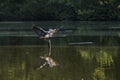 Grey heron lands in a lake Royalty Free Stock Photo