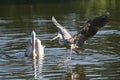 Grey heron lands in a lake Royalty Free Stock Photo