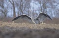 Grey heron lands Royalty Free Stock Photo