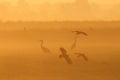 Grey heron and lapwing on the meadow Royalty Free Stock Photo