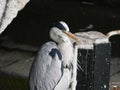 Grey Heron by a lock gate on the Grand Canal in Dublin, Ireland