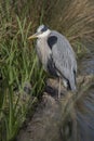 Grey heron looking for food Royalty Free Stock Photo
