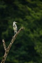 Grey Heron in lovely evening light - wildlife in its natural habitat