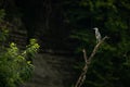 Grey Heron in lovely evening light - wildlife in its natural habitat
