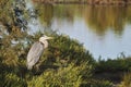 Grey heron on a low tamarisk branch Royalty Free Stock Photo