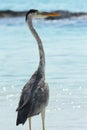 Grey Heron Maldives 2 Royalty Free Stock Photo