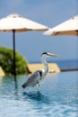 Grey heron in swimming pool the Maldives Royalty Free Stock Photo