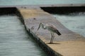 Grey Heron ,Maldives Royalty Free Stock Photo