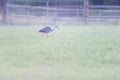 Grey heron in meadow on foggy morning Royalty Free Stock Photo