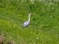 Grey heron in a meadow
