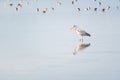 grey heron in a mirror lake. beautiful natural minimalist scenery. lilleau des niges, re island, ornithological reserve