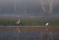 Grey heron  in misty morning Royalty Free Stock Photo