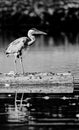 Grey heron in the morning light, Graureiher im Morgenlicht