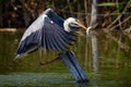 Grey heron in natural habitat ardea cinerea