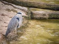 Grey Heron near water