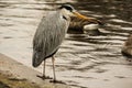 Grey heron near the water