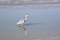 Grey heron in Noordpolderzijl harbour, Holland Royalty Free Stock Photo