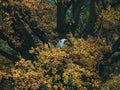 Grey Heron on the oak tree Royalty Free Stock Photo