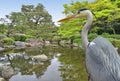 Grey heron at Ohori Park Japanese Garden in Fukuoka city, Japan Royalty Free Stock Photo