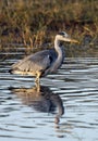 Grey Heron - Okavango Delta - Botswana Royalty Free Stock Photo
