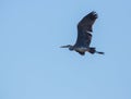 Grey Heron openwings Royalty Free Stock Photo