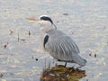 Grey heron with orange and grey beak is taking rest after feeding.