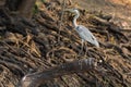 Grey Heron over branch Royalty Free Stock Photo