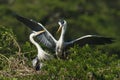 Grey Heron pair