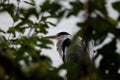 Grey heron perched atop a bare tree, silhouetted against a bright blue sky. Royalty Free Stock Photo