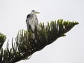 Grey Heron Perched in Norfolk Pine Royalty Free Stock Photo