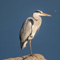 Grey heron perched one legged on rock