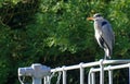 Grey Heron perched on railings trees in background Royalty Free Stock Photo