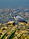 Grey heron perched on a rocky outcrop near a body of water. Royalty Free Stock Photo